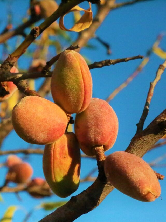 almond health benefit