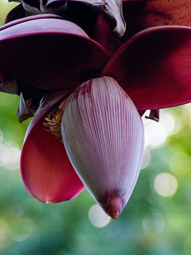 These fruits should be avoided during Nautapa.