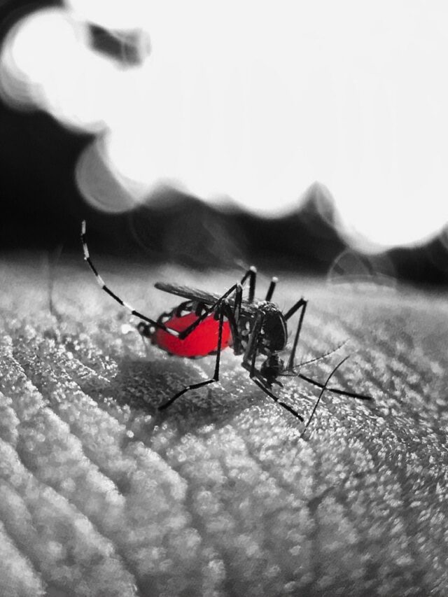 dengue