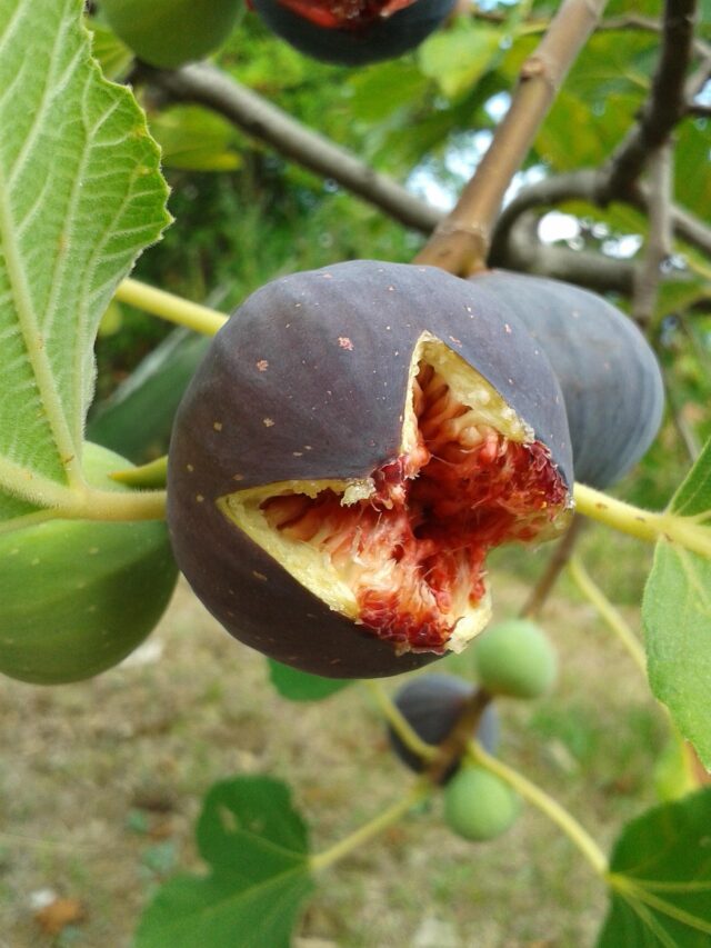fig