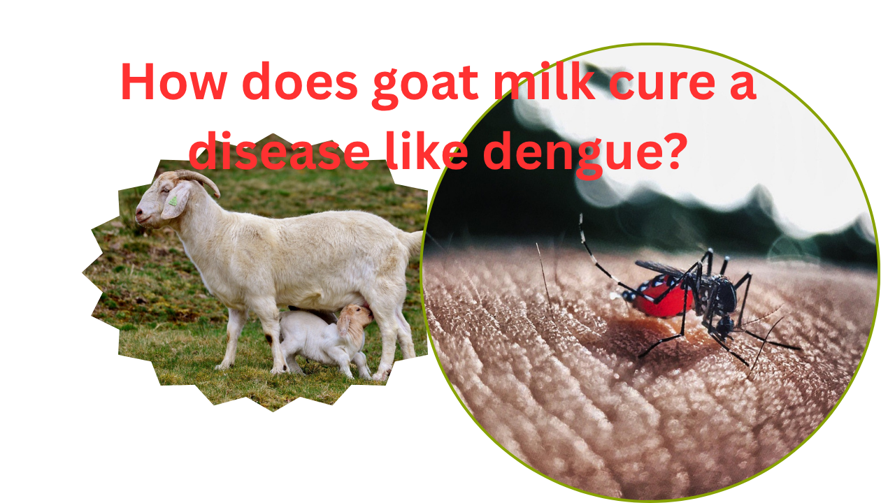 goat milk