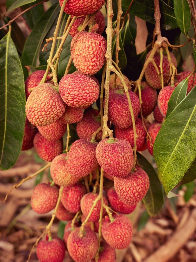 Due to these surprising benefits of litchi, it is available in abundance in the market.